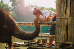 Bangkok: Tour del santuario degli elefanti e delle cascate di Erawan