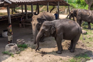 Fra Bangkok: Elephant Sanctuary og Kanchanaburi Tour