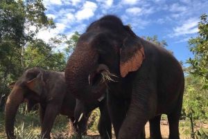 From Bangkok: Pattaya Ethical Elephant Sanctuary Day Trip