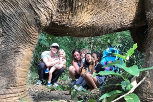 From Bangkok: Pattaya Ethical Elephant Sanctuary Day Trip