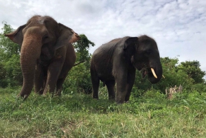 From Bangkok: Pattaya Ethical Elephant Sanctuary Day Trip