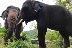 From Bangkok: Pattaya Ethical Elephant Sanctuary Day Trip