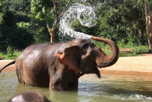 From Bangkok: Pattaya Ethical Elephant Sanctuary Day Trip
