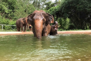 From Bangkok: Pattaya Ethical Elephant Sanctuary Day Trip