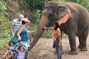 From Bangkok: Pattaya Ethical Elephant Sanctuary Day Trip