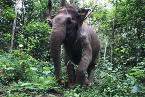 From Bangkok: Pattaya Ethical Elephant Sanctuary Day Trip