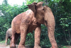 From Bangkok: Pattaya Ethical Elephant Sanctuary Day Trip