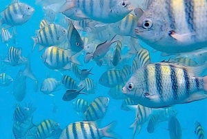 Barbados: Catamaran Tour with Snorkeling and Lunch