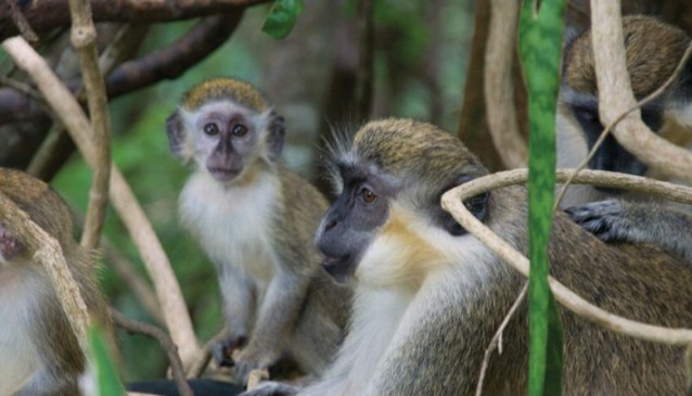 Beste natürliche Sehenswürdigkeiten in Barbados