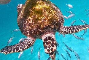 Bridgetown: Carlisle Bay Turtle & Shipwreck boat cruise