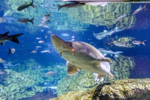 Barcelona Aquarium: Skip-the-Line Admission Ticket