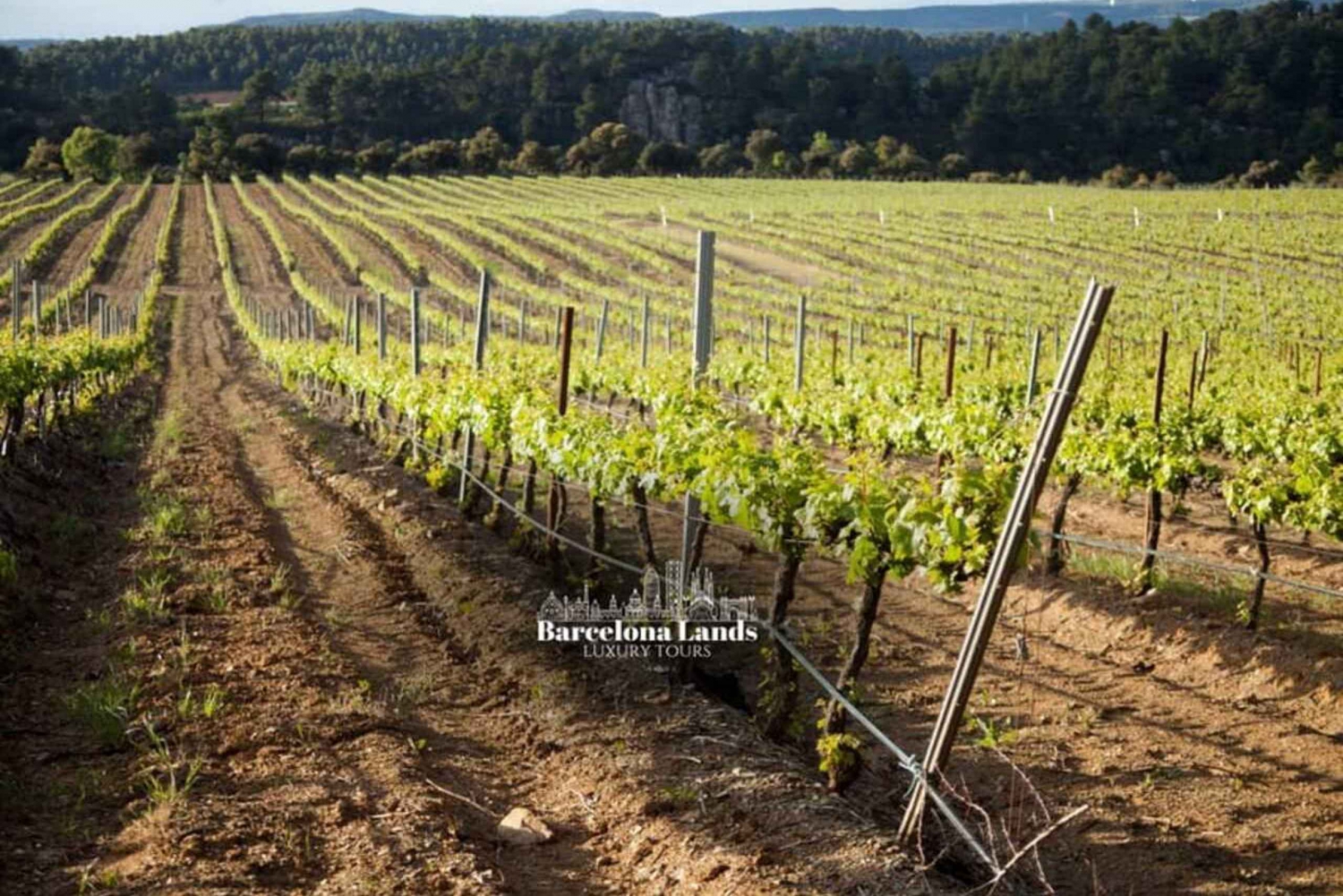Barcelone : Circuit de luxe pour le Priorat, dégustation de vins et déjeuner
