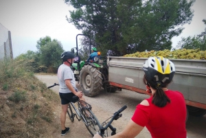 From Sitges: Cycling Tour with Winery visit and Tasting