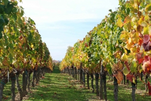 Montserrat & Cava Wineries Day Trip from Barcelona w/ Pickup