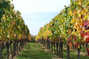 Montserrat & Cava Wineries Day Trip from Barcelona w/ Pickup