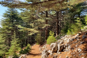 Cedars Shouf & Beiteddine w/pick-up, guide, entries+lunch