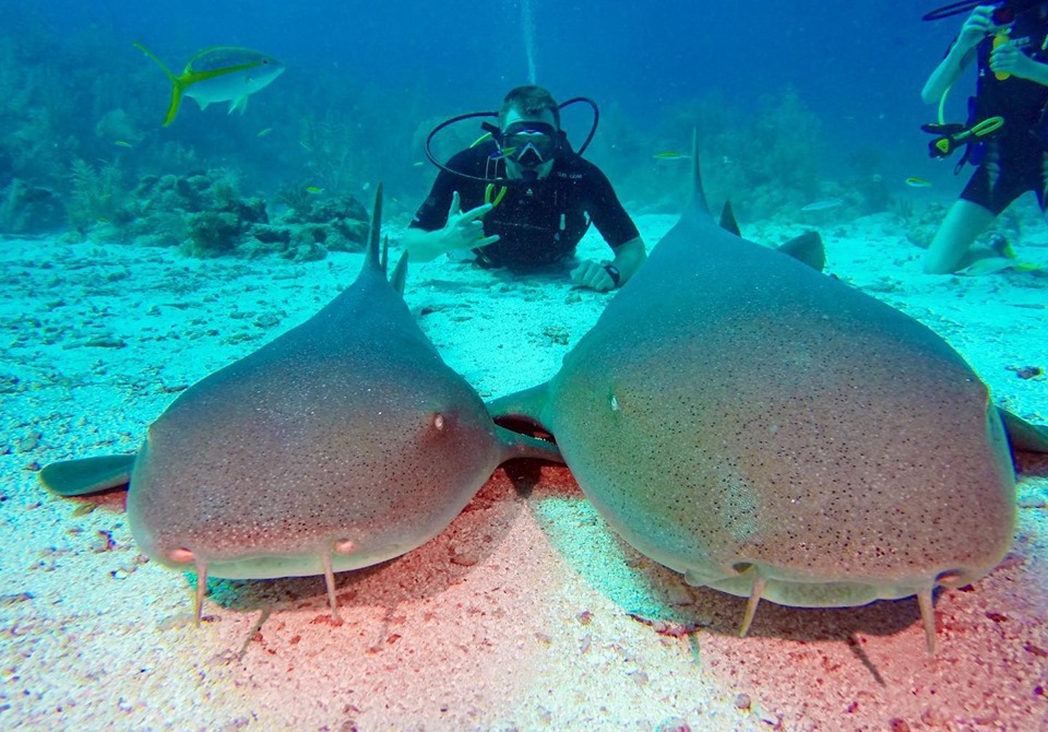 Centro de buceo profesional de Belice (Belize Pro Dive Center)