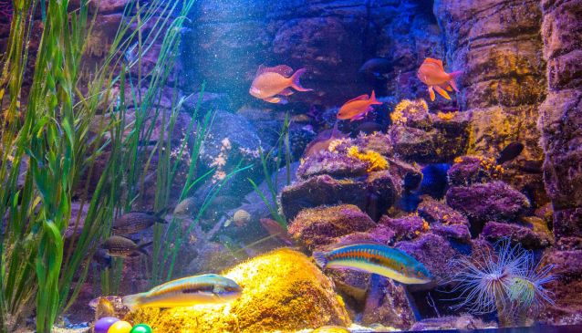 Aquadom & Sea Life Berlin