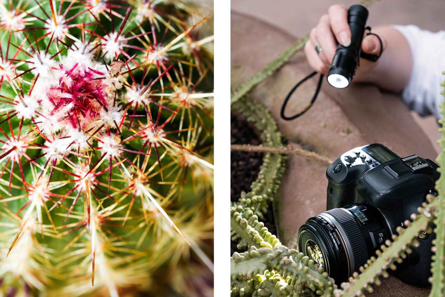 Berlijn: Fotocursus macrofotografie - De natuur in detail