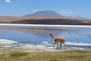 Z Atacama w Chile: 2-dniowa prywatna wycieczka na solniska Uyuni
