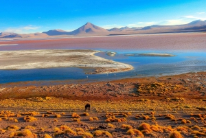 From La Paz: 5-Day Death Road & Uyuni Salt Flats Bike Tour