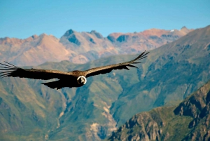 Från Puno: Tur till Colcadalen 2 dagar med transfer till Arequipa