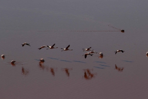 Viaje de ida y vuelta al Salar de Uyuni y las Lagunas de Colores