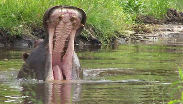 Arcachon Basin Zoo - Zoo de Bassin d'Arcachon