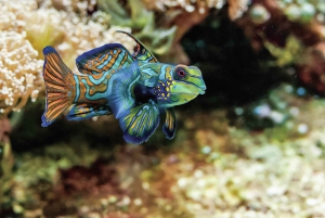 ボストン：ニューイングランド水族館入場 + オプションのサイモンズシアター