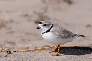 Day Trip from Boston: Guided Nature Walk at Crane Estate