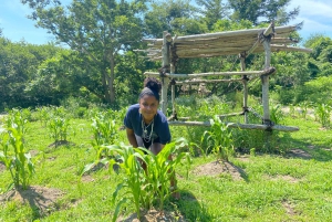 Plymouth: Plimoth Patuxet 17th-C Living History Museums