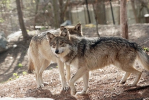 Stoneham, Massachusetts: Stone Zoo Entry Ticket