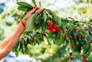 From Budapest: Etyek Wine Tasting Tour with 3-Course Meal