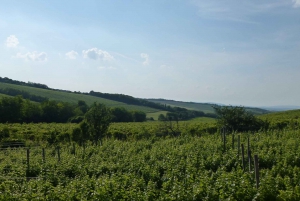 Half-Day Etyek Wine Tour from Budapest with Meal