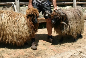 Bansko: Rare Bulgarian Pets Experience