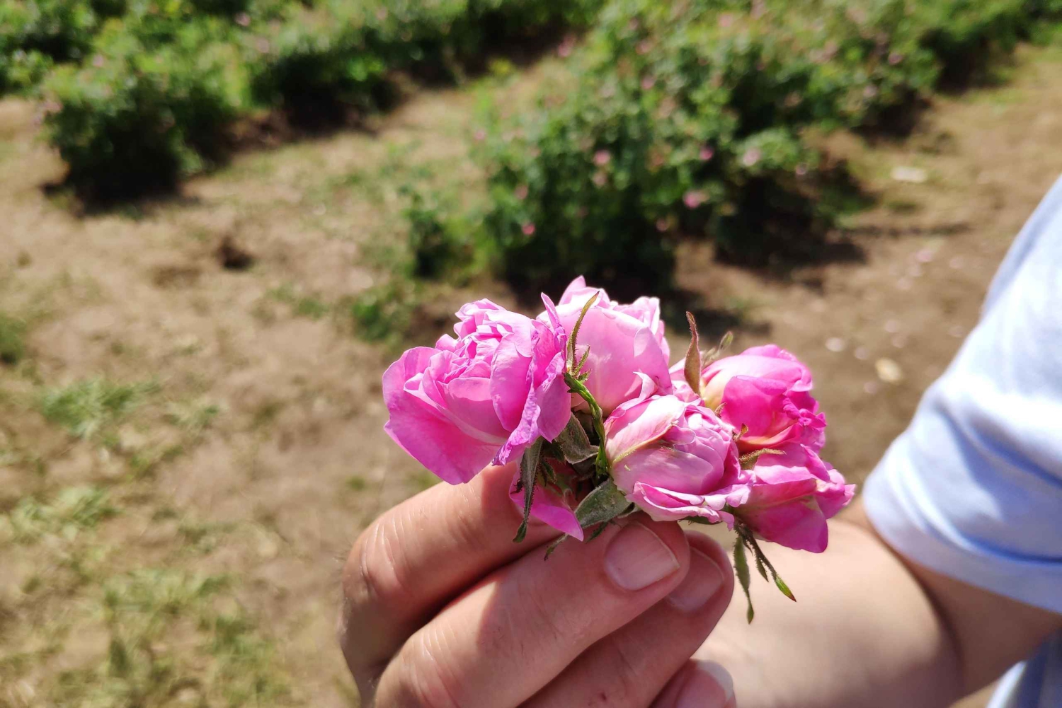 Kazanlak: Rozenfestival 2026 VIP-toegang