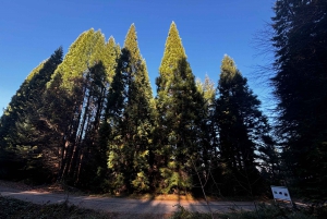 Grupo reducido: De Sofía a la Fortaleza de Kyustendil y el Parque de las Secuoyas