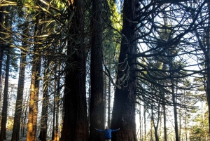 Grupo reducido: De Sofía a la Fortaleza de Kyustendil y el Parque de las Secuoyas