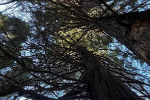 Grupo reducido: De Sofía a la Fortaleza de Kyustendil y el Parque de las Secuoyas