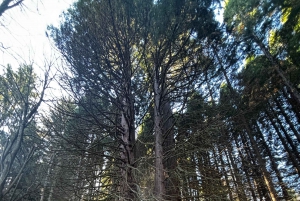 Grupo reducido: De Sofía a la Fortaleza de Kyustendil y el Parque de las Secuoyas