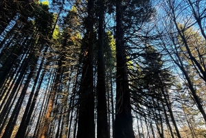 Grupo reducido: De Sofía a la Fortaleza de Kyustendil y el Parque de las Secuoyas