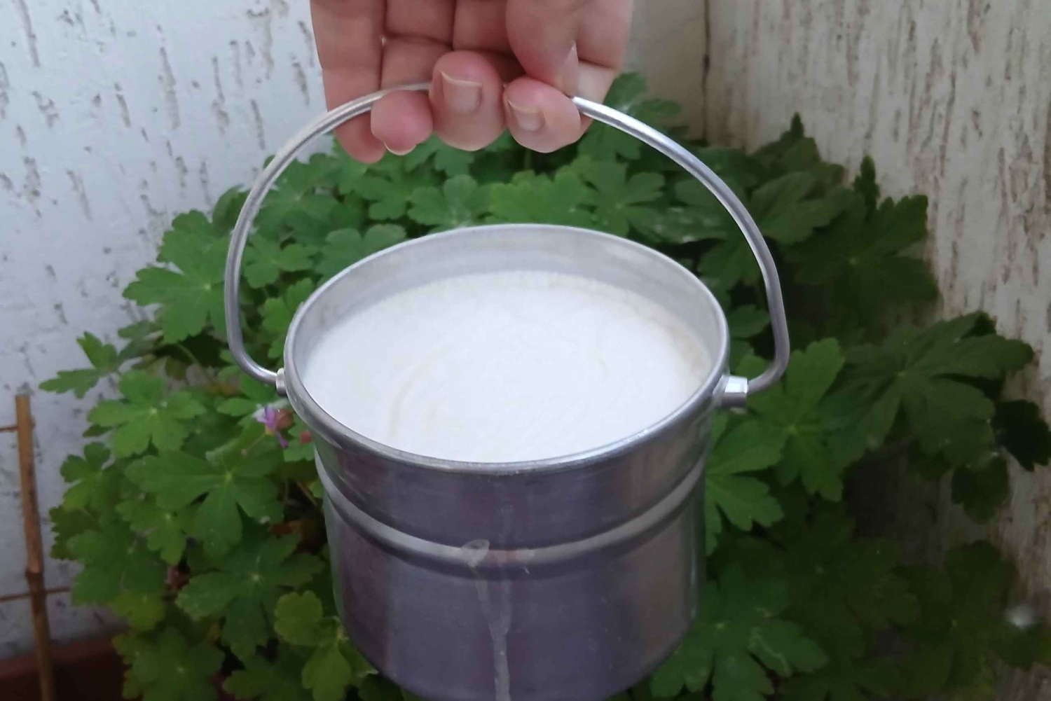 Sofia: Smak bulgarsk yoghurt Kiselo Mlyako i et familiehjem