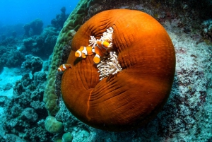 From Cairns: 3-Day Reef, Rainforest, and Outback Package