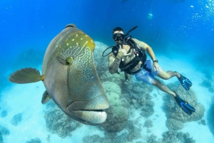 From Cairns: 3-Day Reef, Rainforest, and Outback Package