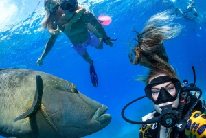 From Cairns: 3-Day Reef, Rainforest, and Outback Package