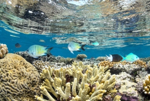 From Cairns: 3-Day Reef, Rainforest, and Outback Package
