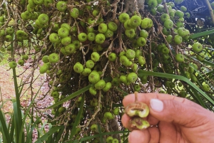 Cairns: Aboriginal Culturele Ontdekkingstocht