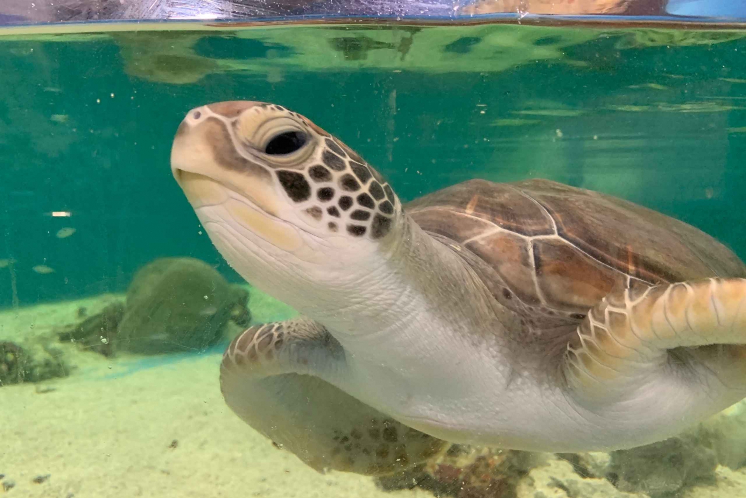 Cairns: Entrébillet til akvariet og tur til rehabilitering af skildpadder