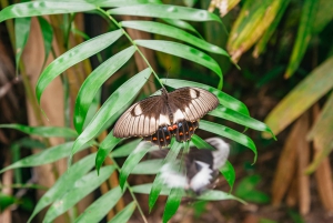 Cairns: Il meglio della foresta pluviale di Kuranda Tour di un giorno e pranzo