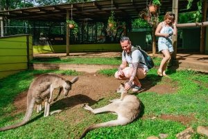 Cairns: Il meglio della foresta pluviale di Kuranda Tour di un giorno e pranzo